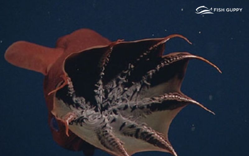What Does a Vampire Squid Eat