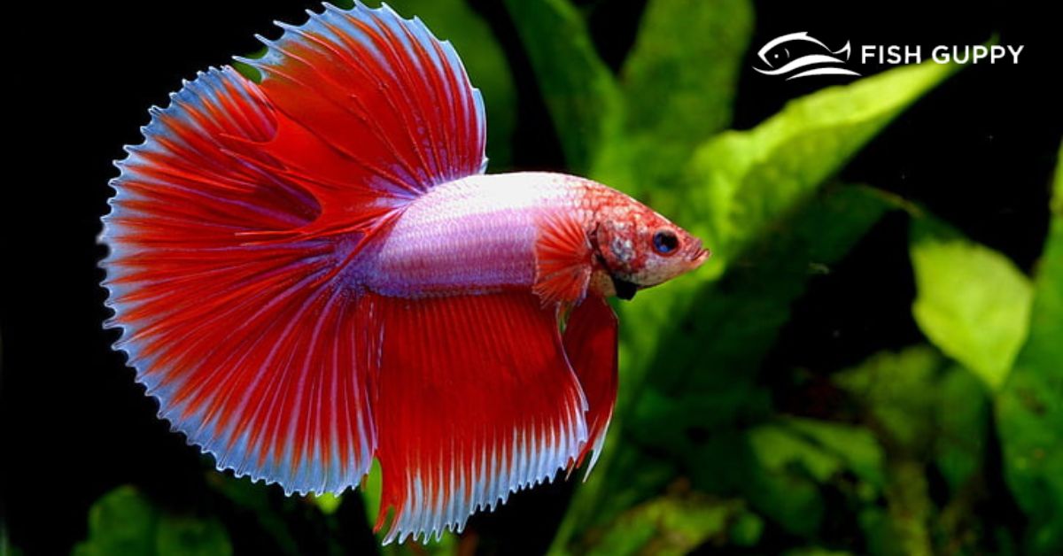 Can Betta Fish Leap? An In-Depth Exploration of Betta Behavior